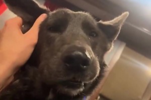 每一球都让人叹为观止！文班当年在法甲的十佳球！外星怪物！