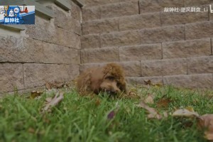 拉塞尔此前：事情都有两面性，但我找不到库里不好的那一面！